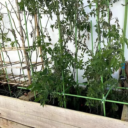 公寓 Aligus 2 Uma Na Horta, Faial, Acores *