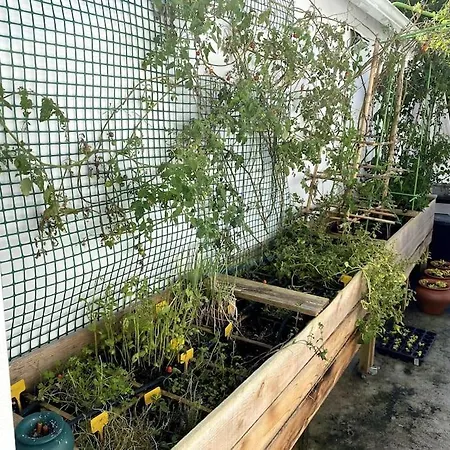 Uma Horta Na Horta