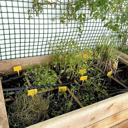 Aligus 2 Uma Na Horta, Faial, Acores